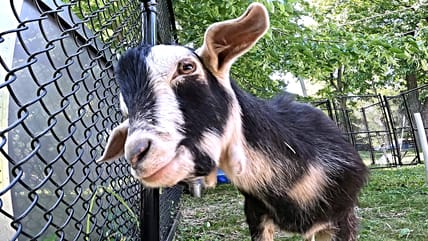 ESPN Makes GOAT Argument for Current Viking