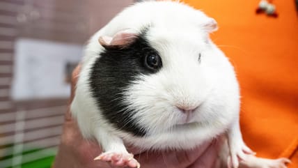 The Vikings Are Guinea Pigs