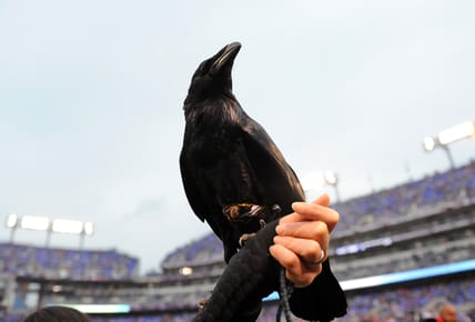 A Raven at a Ravens game in 2012