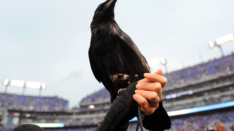 A Raven at a Ravens game in 2012
