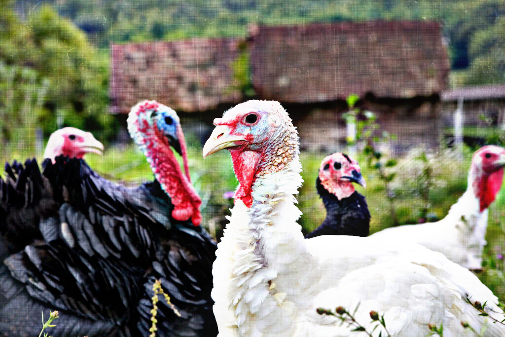 Simple thanksgiving prayer for dinner